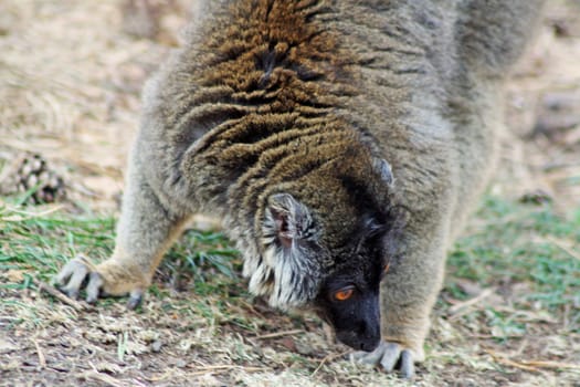 brown lemur