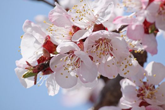 close up of apricot tree blossom over blue sky