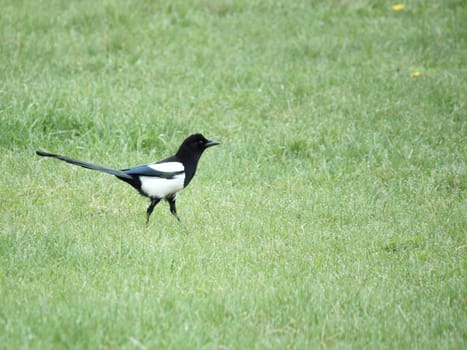 magpie walking in green grass