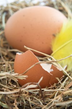 Close up of a broken brown egg shell and yellow feather nestling on straw.  Whole egg in background. Vertical Orientation.