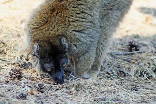 brown lemur