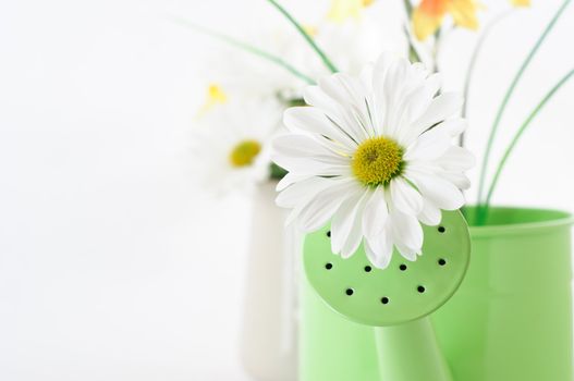 Close up of a daisy-like Chyrsanthemum emerging from a watering can with further flowers in soft focus in the background.