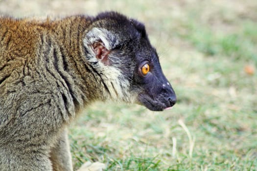 brown lemur