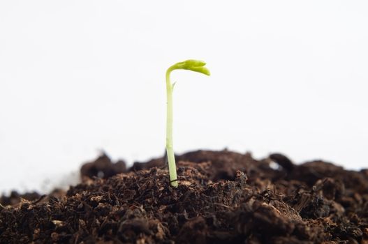 Close up (macro) of a new green lentil shoot emerging from soil.