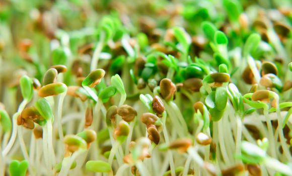 Close up of Alfalfa sprouts filling frame.  Still growing and ready to harvest.