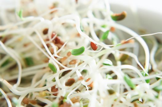 Close up (macro) of alfalfa srpouts.