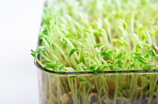 Beansprouts close up -  a tray of sprouting green lentils. Copy space to left.