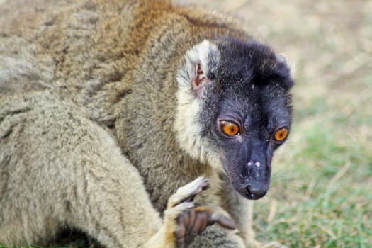 brown lemur