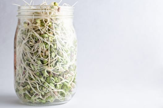 Mung beansprouts growing inside a glass jar with lid removed.  Horizontal (landscape) orientation with copy space.