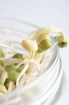 Close up (macro) of sprouting mung beans, reaching up through the top of an open glass jar.  Shallow depth of field.