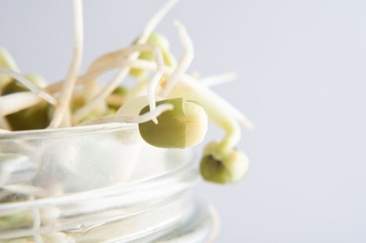 Close up (macro) of mung beansprouts growing through the opened top of a glass jar.