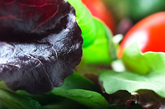 Close up (macro) of a dark red lettuce leaf, with green rocket salad and tomatoes in background.