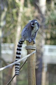 a stunning ring tailed lemur