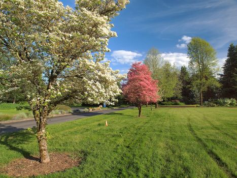 Spring blooms in a park, Portland Oregon.