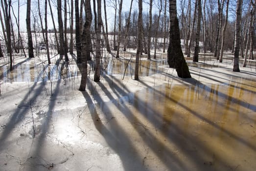 background of spring birch tree trunks shadows in forest and melting snow ice.