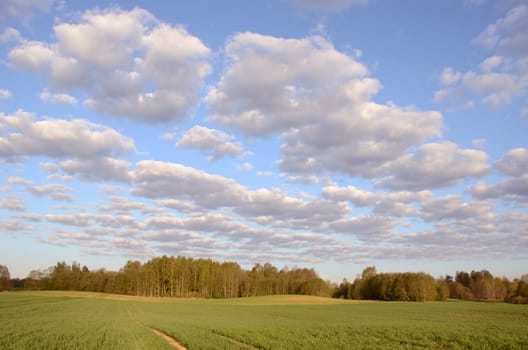 agricultural winter crop fields grow in spring. forest in distance and cloudy sky.