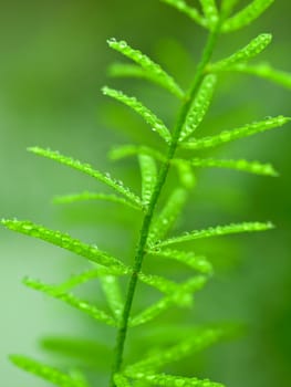 Green twig with a lot of water drops closeup