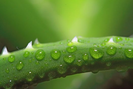 dripped water on sheet aloe