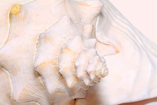 seashell