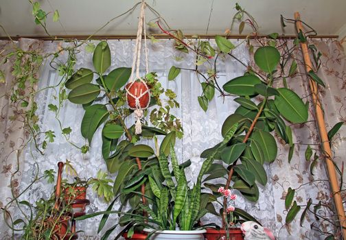 green plants near white window