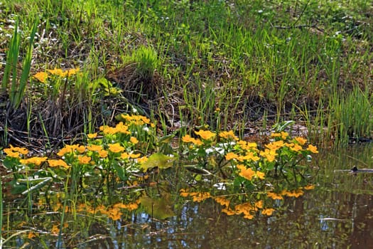 yellow flowerses in deep marsh