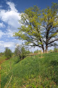 big oak on green summer field
