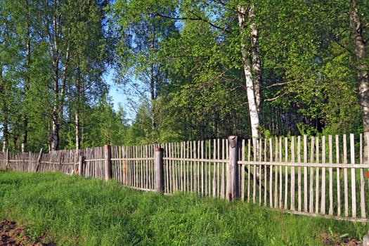 old wooden fence amongst herbs