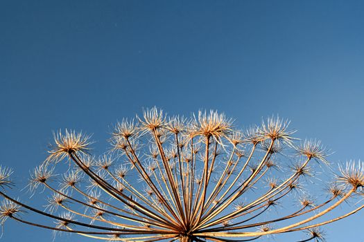 hogweed