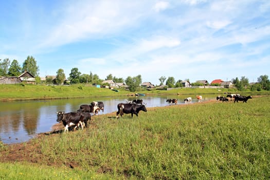 herd cow on river coast