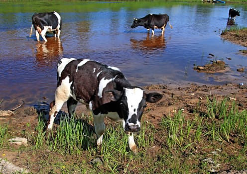 small calf on river coast
