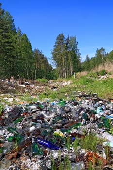 garbage pit in pine wood