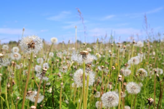 white dandelions on green field