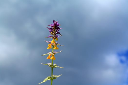 foalfoot on cloudy background