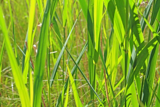 green herb on summer field