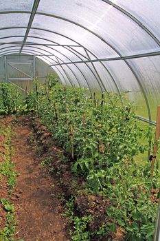 young tomatoes in plastic hothouse