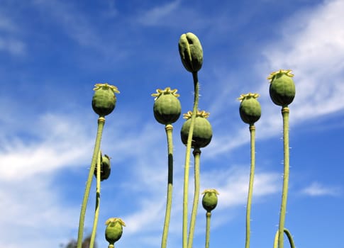 ripe poppy on cloudy background