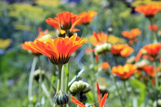 red flower on green background
