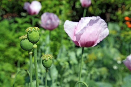 poppy flower on vegetable background