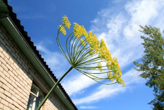 ripe dill on cloudy background