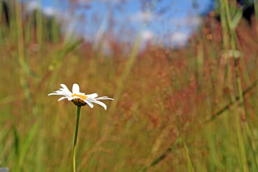 white daisywheel on yellow autumn field