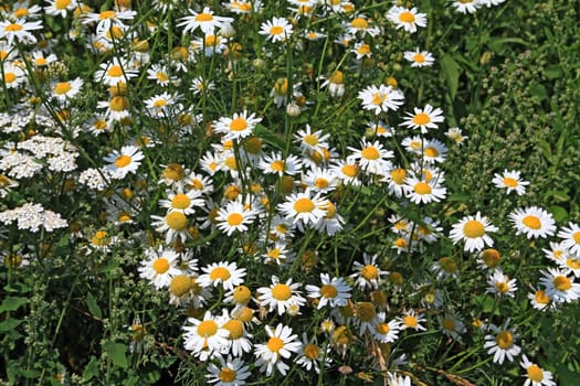 white daisywheels on green field