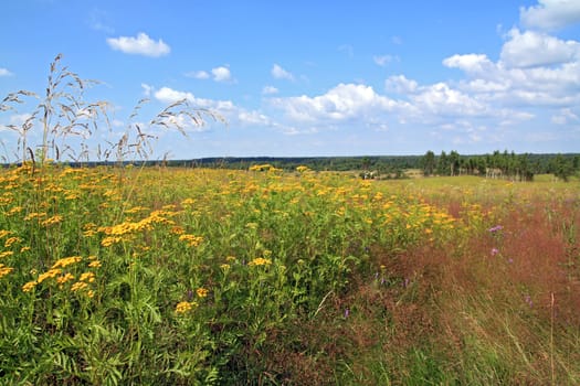 yellow flowerses on summer field