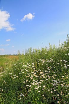 white daisywheels on summer field