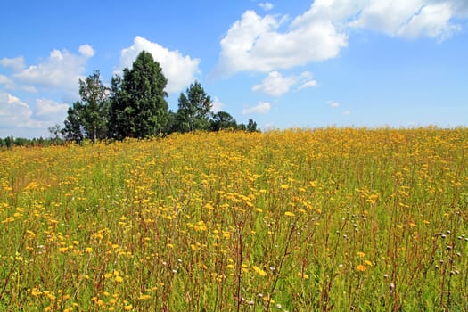 yellow flowerses on autumn field