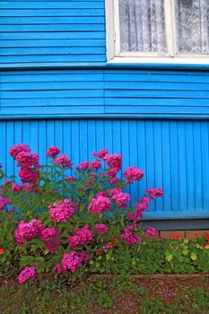 flowerses near wall of the wooden building