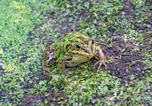 frog in marsh amongst duckweed