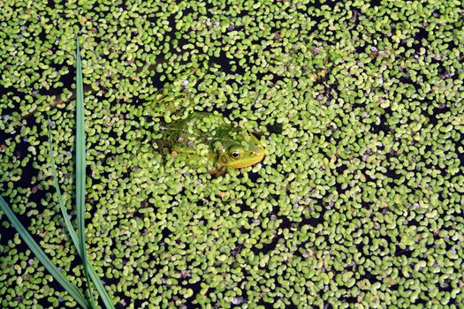 frog in marsh amongst duckweed