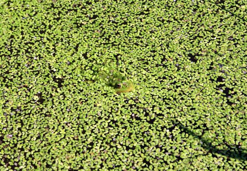 frog in marsh amongst duckweed