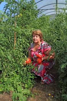 woman agronomist in plastic hothouse amongst tomato