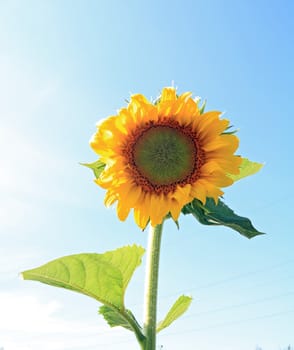 yellow sunflower on celestial background